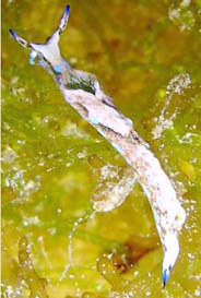 Photo: B.& S. Koretz; see note in Sea Slug Forum